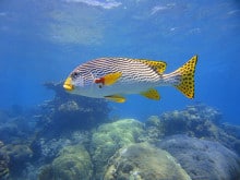 Another Diagonal-banded Sweetlip