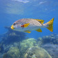 Another Diagonal-banded Sweetlip