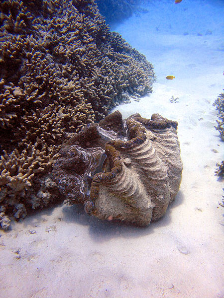Giant Clam on Saxon Reef