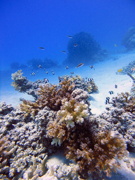 Humbugs cruising with staghorn corals