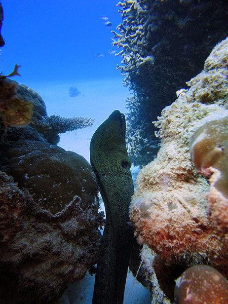 Moray Eel at Saxon Reef
