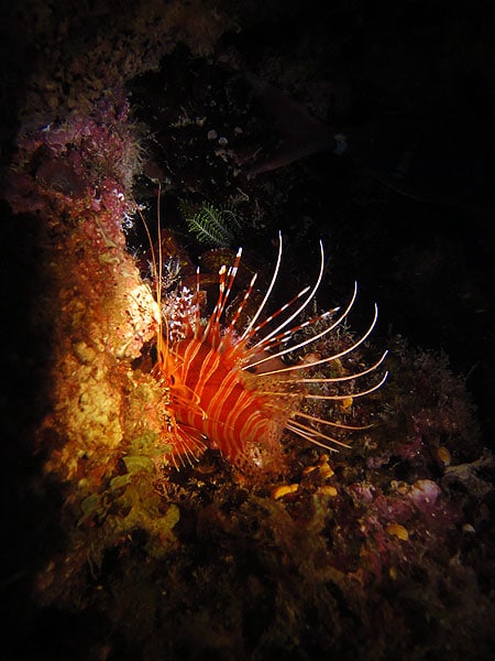 Lionfish seen at night on the Great Barrier Reef