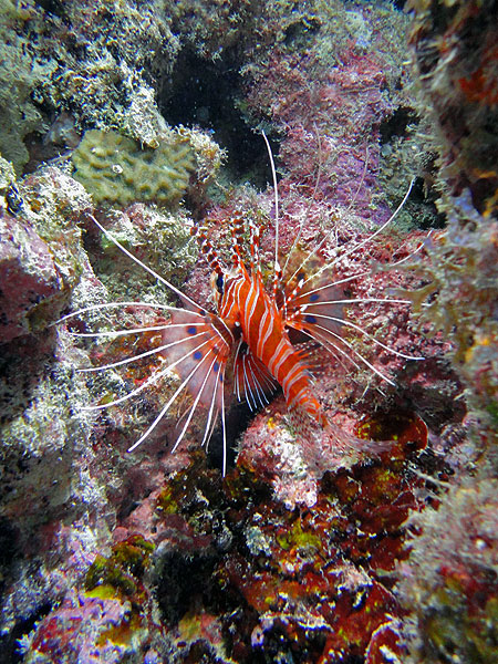 Lionfish on Saxon Reef: picture by Pierre Halle