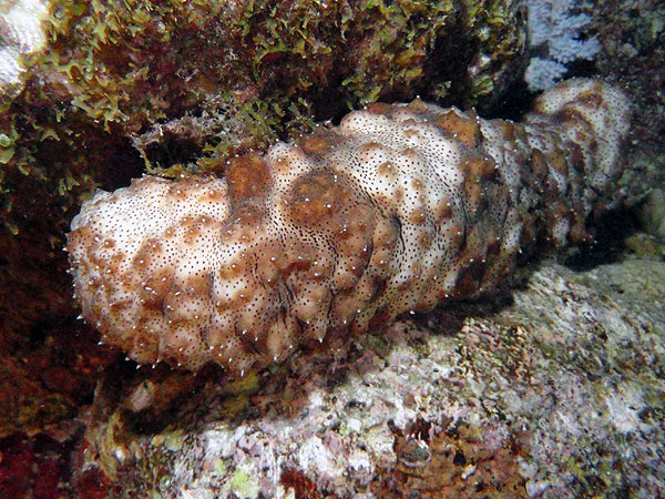 Sea cucumbers definitely more active at night!