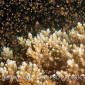 Staghorn Corals spawning en masse