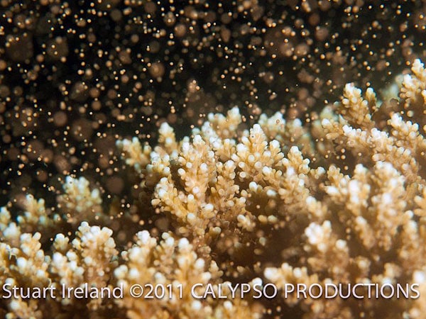 Staghorn Corals spawning en masse