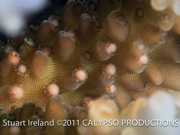 Coral Spawning Close-up