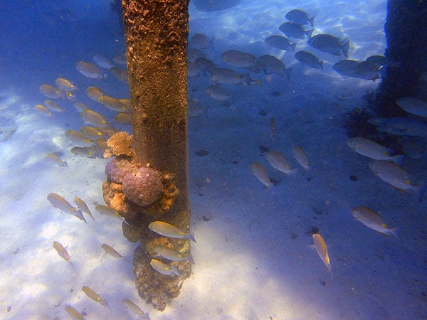 Fish hanging out under the jetty