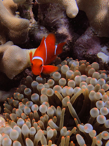 Anemonefish in red anemone