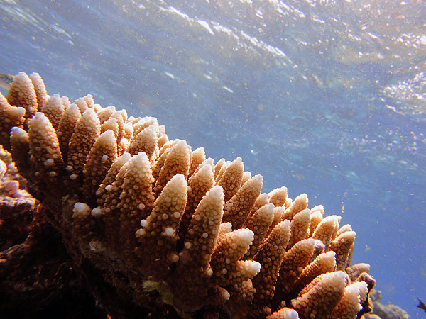 Coral gardens close to water surface