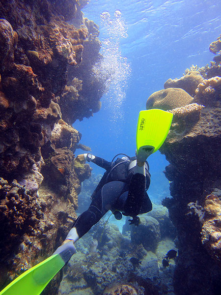 Guided dives around Norman Reef