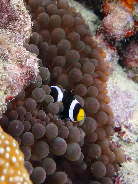 Baby Nemo - so cute!