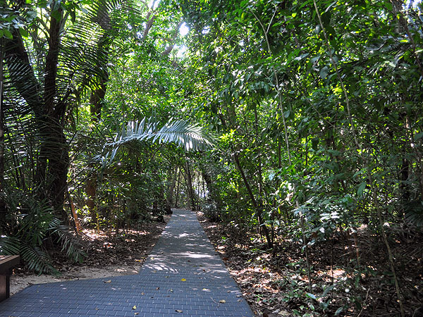 Shaded rainforest boardwalks