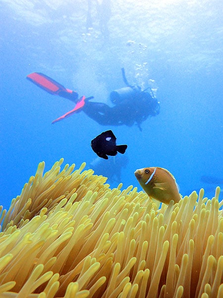 Pink Anemonefish checks out the diver