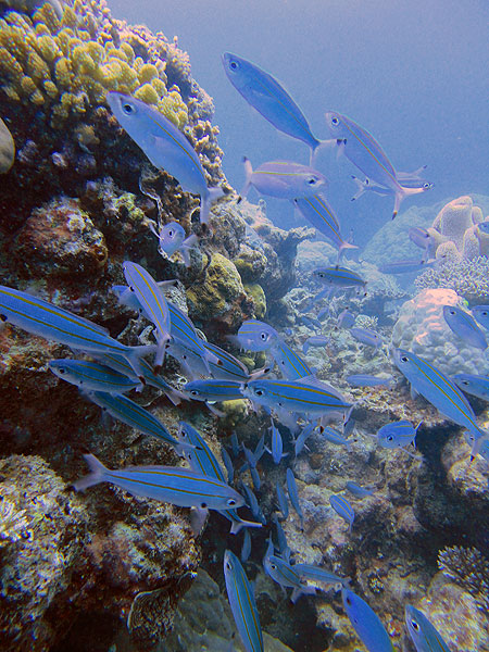 Schools of snapper stream around the reef