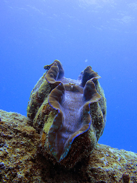 Giant Clam at Norman Reef