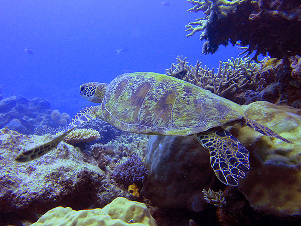 Diving with Green Turtles