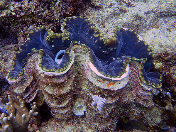 Giant Clams on Norman Reef