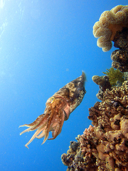 Cuttlefish on Norman Reef