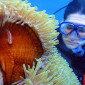 Diving on Norman Reef