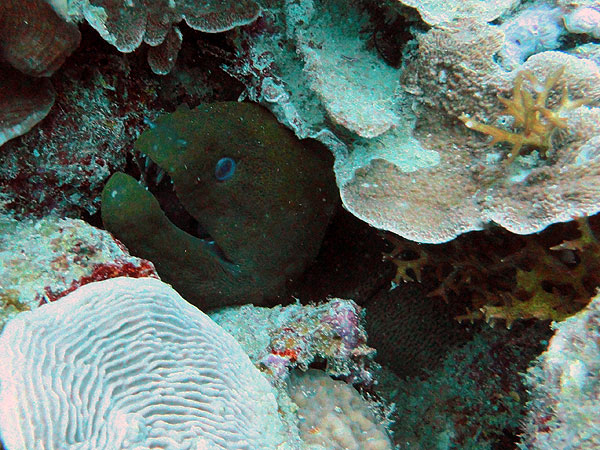Moray Eel on Saxon Reef