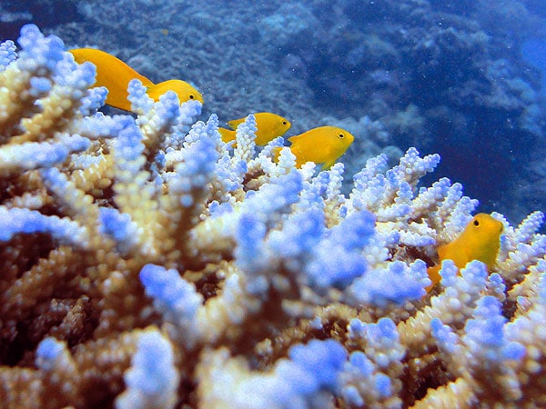 Golden Damsels on Saxon Reef