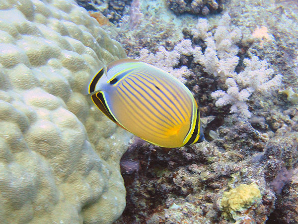 Butterflyfish of all types on the Great Barrier Reef
