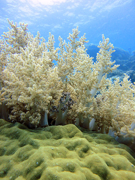 Underwater coral forest