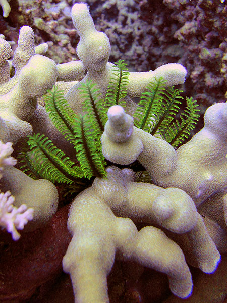 Feather Stars come in all colours