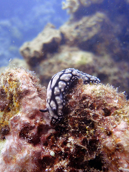 Great Barrier Reef Nudibranch
