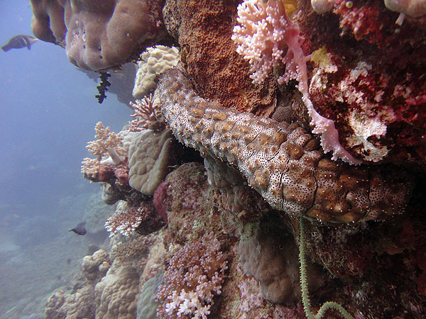 Sea Cucumber on the reef wall