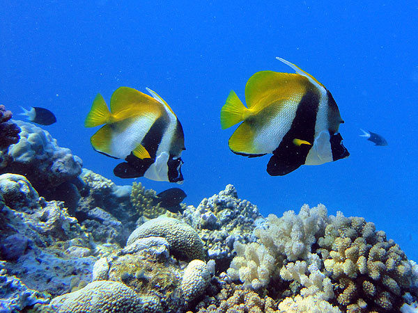 Schooling Bannerfish at the Cod Hole