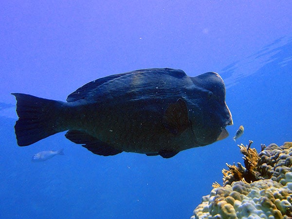 Bumphead Parrotfish at the Cod Hole