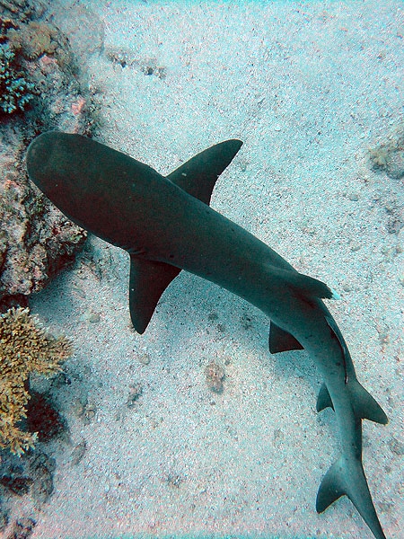 Back down with a White-tipped Reef Shark