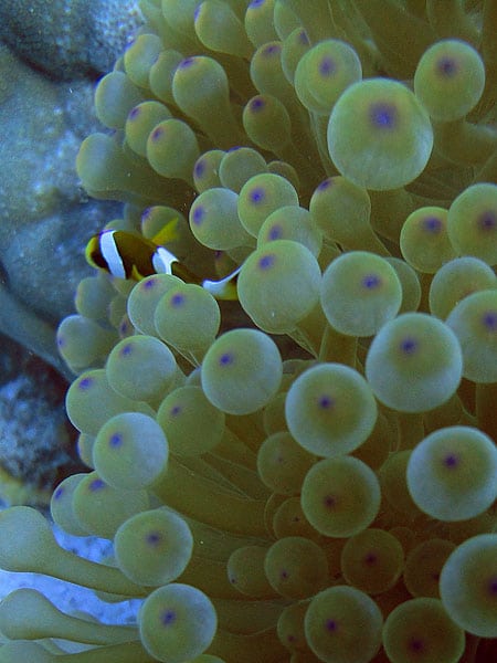 More anemonefish