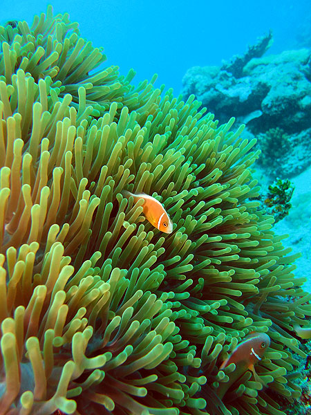 Pink Anemonefish this time