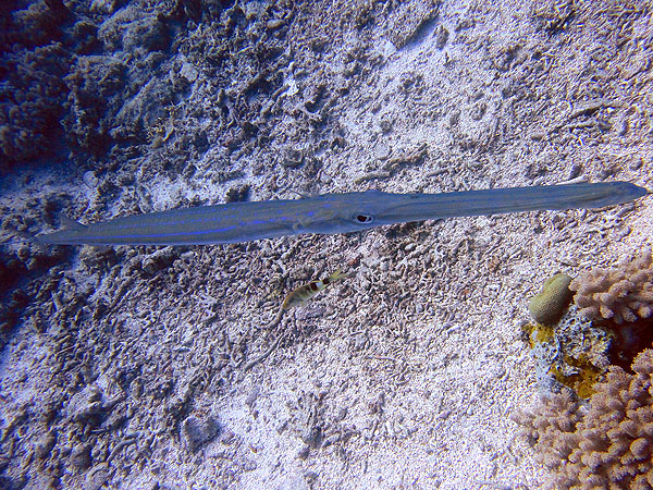 Trumpetfish at the Cod Hole