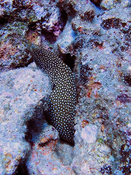 Honeycomb Moray Eel - cute!