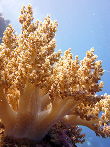 Brilliant soft corals, like trees