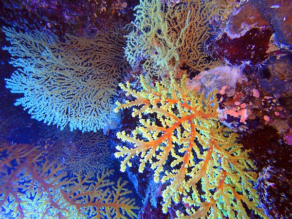 More cool corals ...
