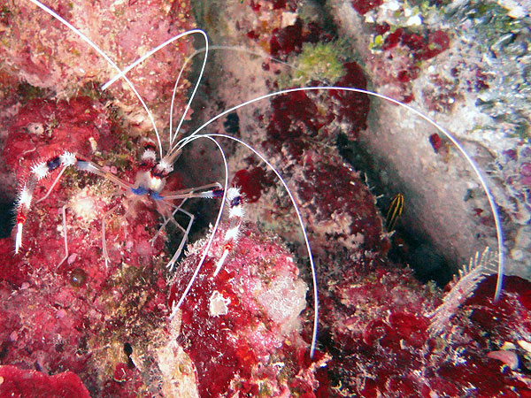 Banded Boxer Shrimp at Secret Caves