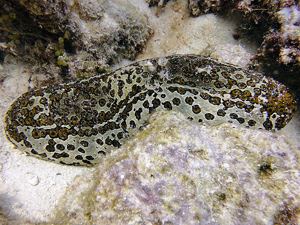 Leopard Sea Cucumber