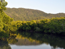 Mangroves