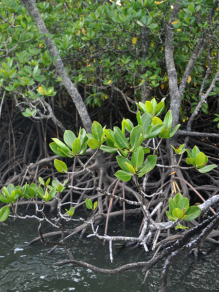 Mangroves are protected in Trinity Inlet