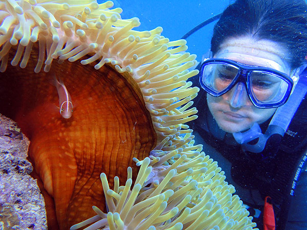 Finding nemo on Cairns Great Barrier Reef
