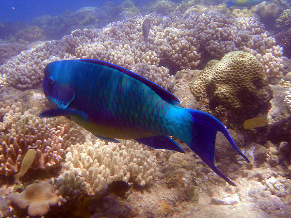Parrotfish seen snorkelling