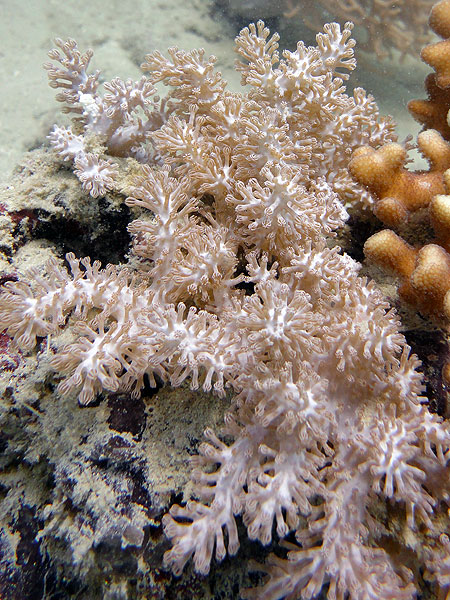 Hard and soft corals