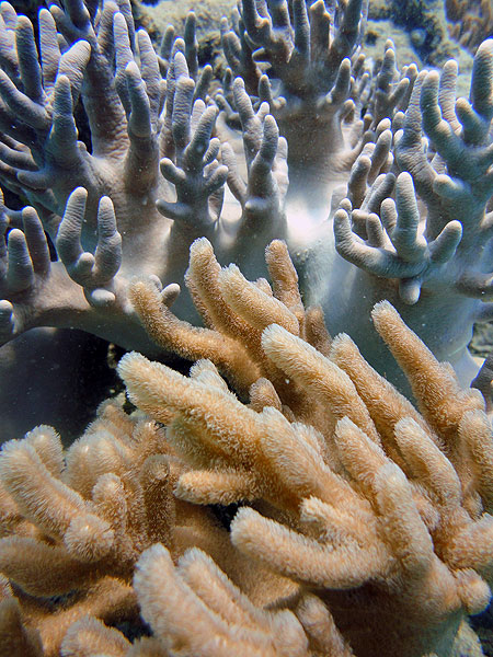 Great Barrier Reef Corals at Pinnacle Reef