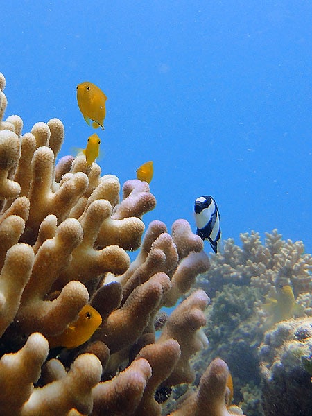 Black-tail Humbug on Pinnacle Reef