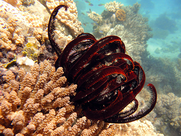 Feather Star on Pinnacle Reef